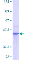 Human PDCD6 / ALG-2 Protein (Recombinant GST)