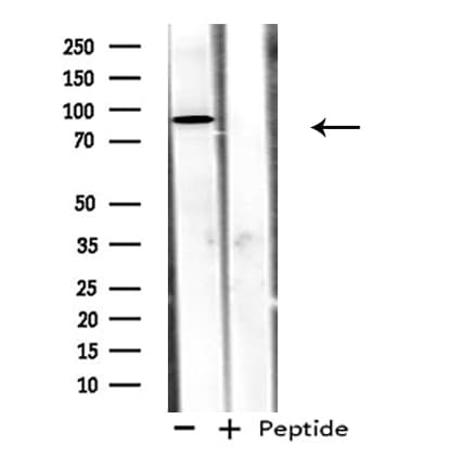 ADAM32 Antibody