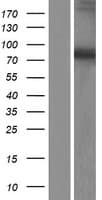 DDX51 Protein (Over-Expression Lysate Myc-DDK (Flag))