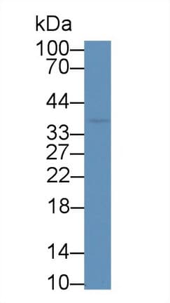 CD7 Antibody (aa26-134)