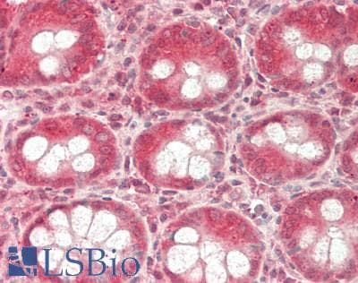LGALS9 / Galectin 9 Antibody (FITC)