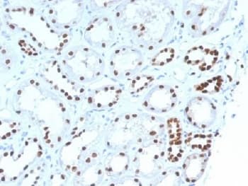 PAX8 Antibody (clone PAX8/1492, Azide-free, BSA-free)