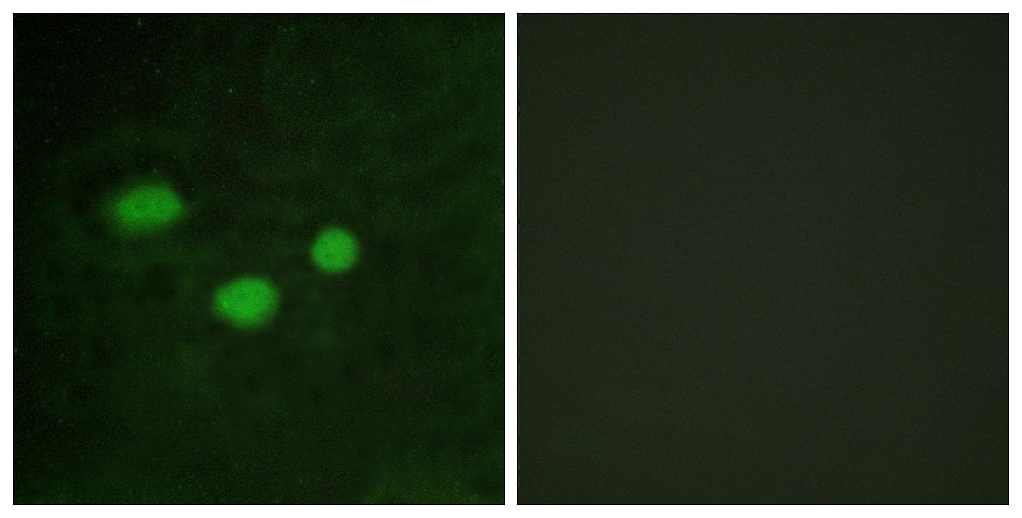 DNMT3B Antibody
