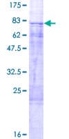 Human TFDP1 Protein (Recombinant GST)