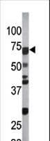 CDC6 Antibody (phospho-Ser54)