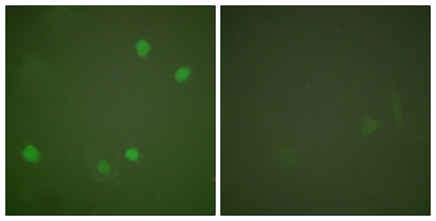 HDAC3 Antibody (aa379-428)