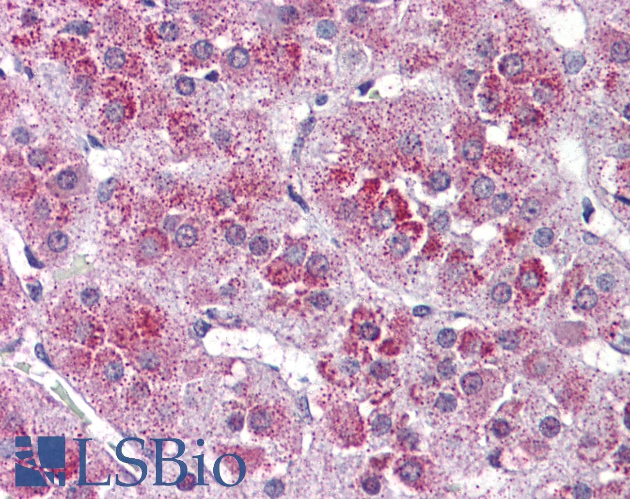IHC-plus™ Polyclonal Rabbit anti-Human NTSR2 / NTR2 Antibody (Internal, IHC)