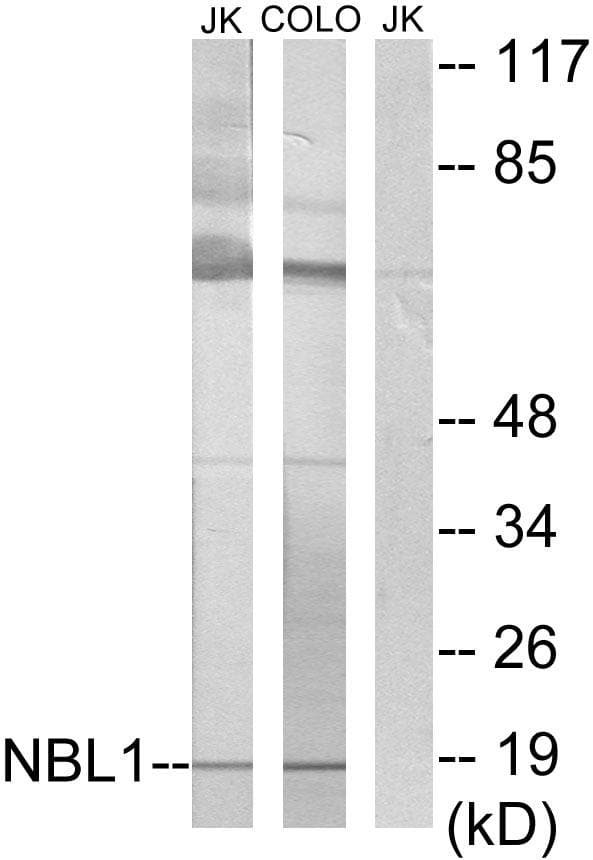 NBL1 / DAN Antibody