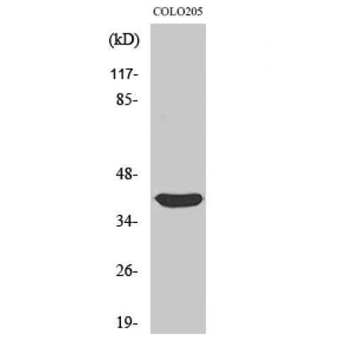 SIAH2 Antibody (210-290 aa, C-terminal)