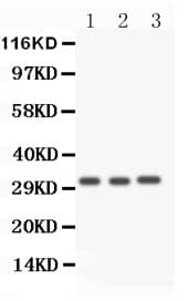 CASP3 / Caspase 3 Antibody (aa67-175)