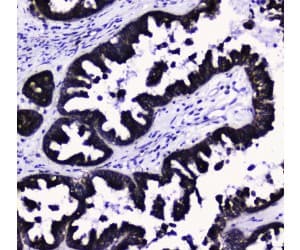 COXIV / COX4 Antibody