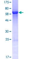 Human FAM45A Protein (Recombinant GST)