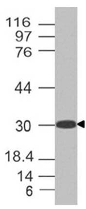 Polyclonal Rabbit anti-Mouse KITLG / SCF Antibody (WB)