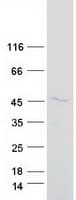 Human PTPN2 / TC-PTP Protein (Recombinant Myc-DDK (Flag))