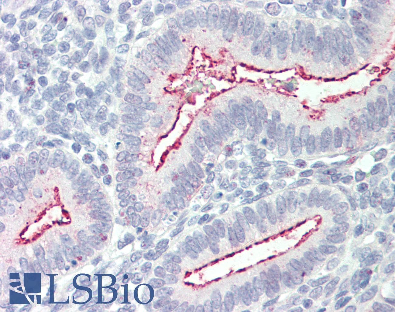 IHC-plus™ BCAR1 / p130Cas Antibody (aa189-201)