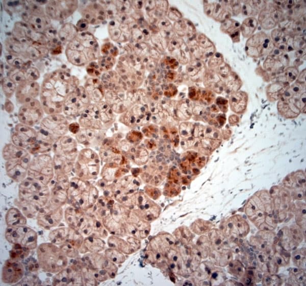 NGF Antibody (aa195-240)