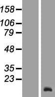 TCL6 Protein (Over-Expression Lysate Myc-DDK (Flag))