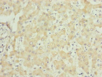 UQCRC1 Antibody