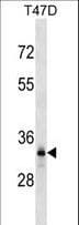 DNALI1 Antibody (aa215-243)