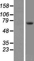 TEC Protein (Over-Expression Lysate Myc-DDK (Flag))