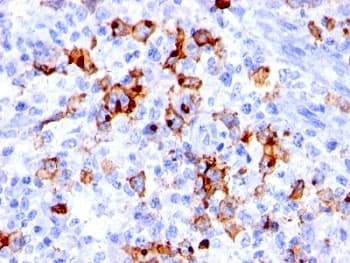 Monoclonal Mouse anti-Human FUT4 / CD15 Antibody (clone BRA-4F1, IHC, IF)