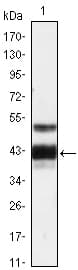 IHC-plus™ Monoclonal Mouse anti-Human PROZ / Protein Z Antibody (clone 2B4, IHC, WB)