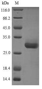 Mouse YWHAB / 14-3-3 Beta Protein (Recombinant 10His, N-terminus)