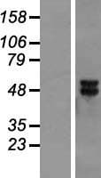 MAP2K5 / MEK5 Protein (Over-Expression Lysate Myc-DDK (Flag))