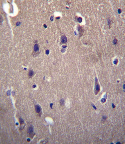 CARTPT / CART Antibody (aa26-55)
