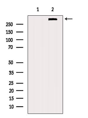 Polyclonal Rabbit anti-Human DMXL2 Antibody (IF, WB)