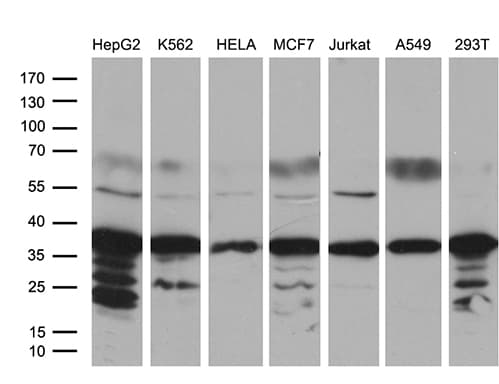 MED27 / CRSP8 Antibody (aa24-247, clone OTI2A4)