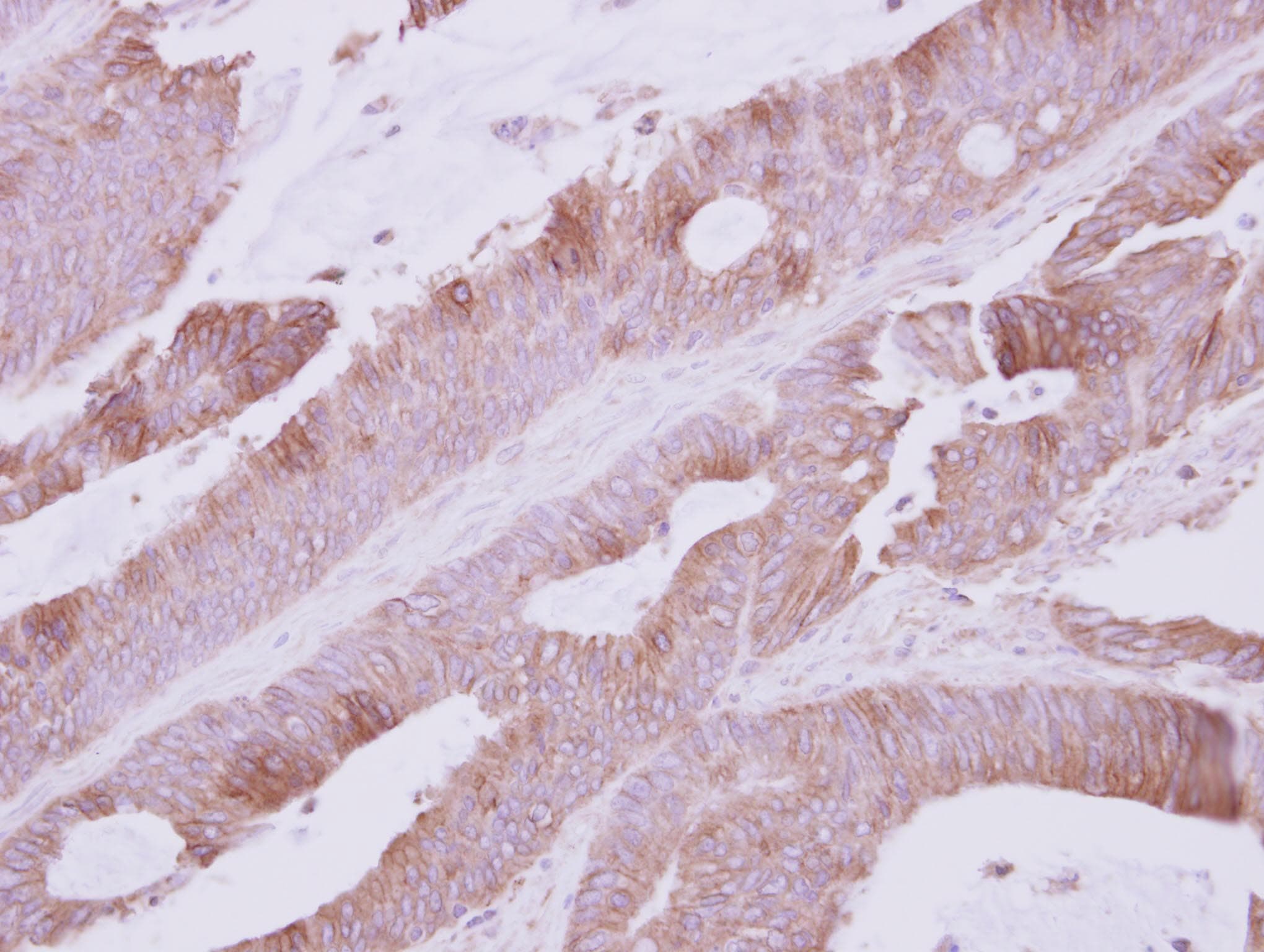 Polyclonal Rabbit anti-Drosophila Atpalpha Antibody (Internal, IHC, WB)