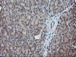 UBE2G2 Antibody (clone OTI1B10, Carrier-free)