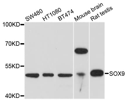 SOX9 Antibody