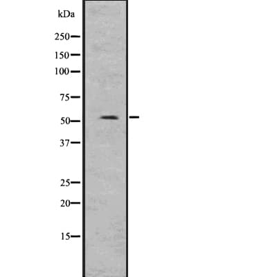 SUFU Antibody