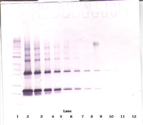CNTF Antibody