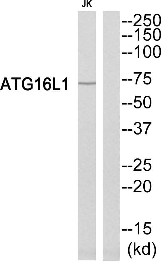 ATG16L1 / ATG16L Antibody