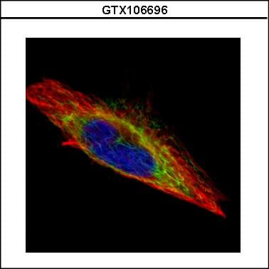 ACTL8 Antibody (aa156-366)