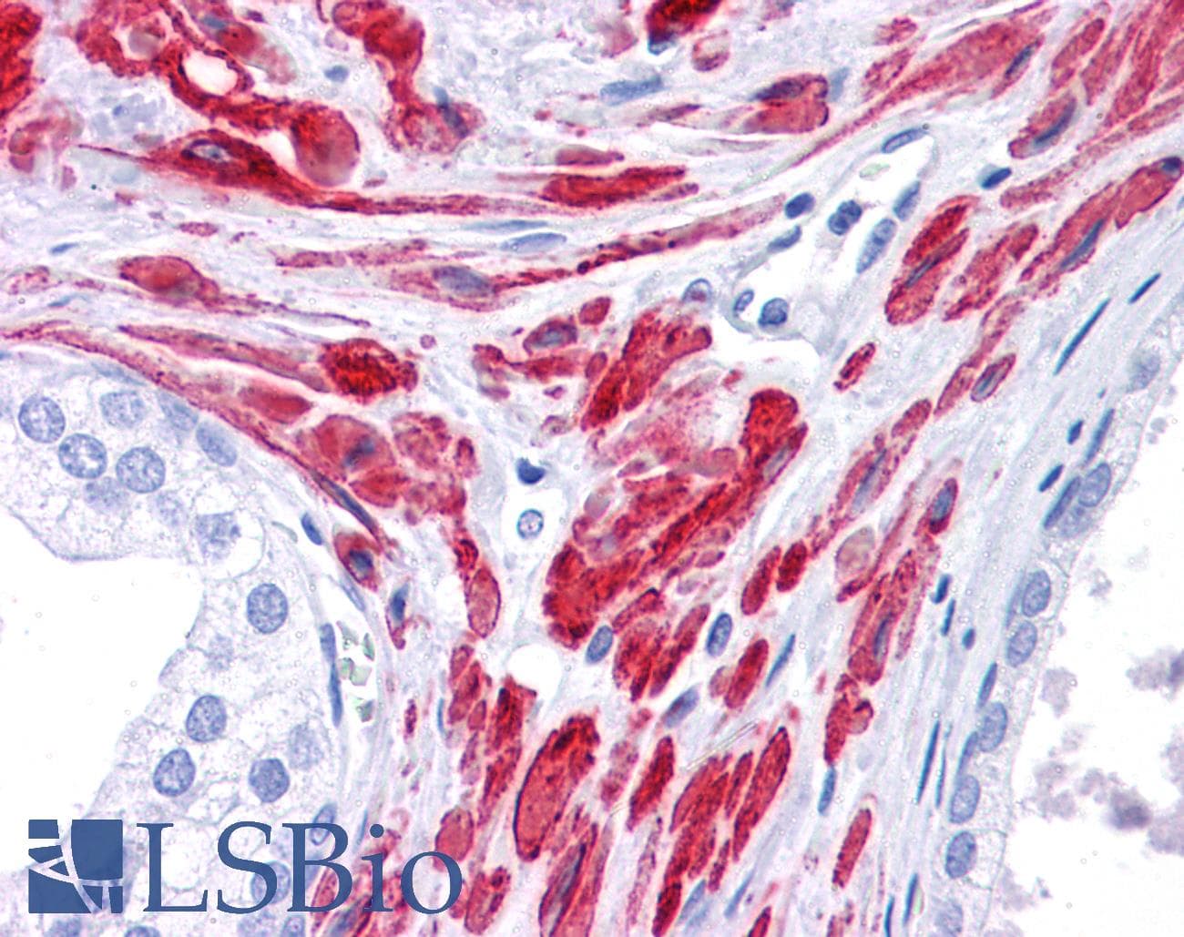 STAT5B Antibody (aa180-229)