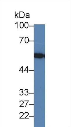 ERGIC-53 / LMAN1 Antibody (aa198-475)