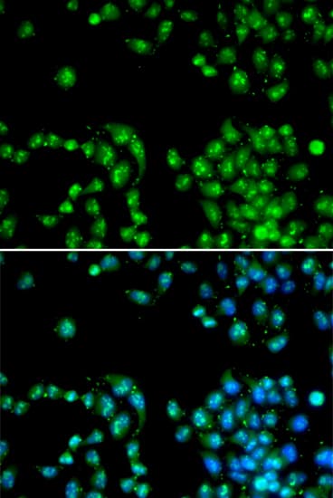 POLR2L Antibody