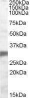Polyclonal Goat anti-Human EGLN3 / PHD3 Antibody (aa108-119, WB)