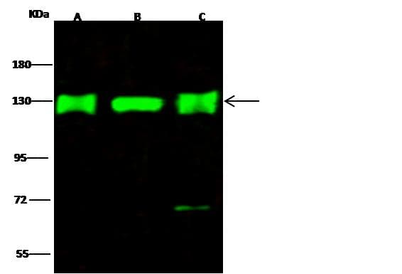 E4 / UBE4A Antibody (Preservative Free)