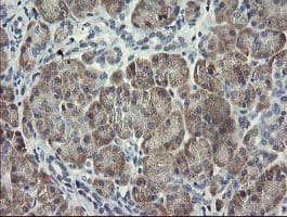 Monoclonal Mouse anti-Human RFC2 / RFC40 Antibody (clone OTI3F6, IHC, WB)