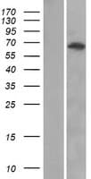 ANKRD13A Protein (Over-Expression Lysate Myc-DDK (Flag))