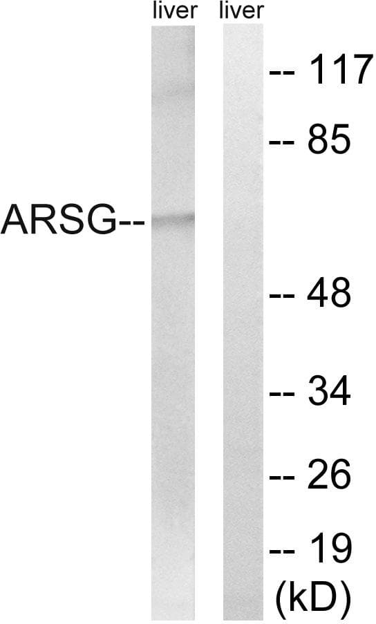 ARSG / Arylsulfatase G Antibody
