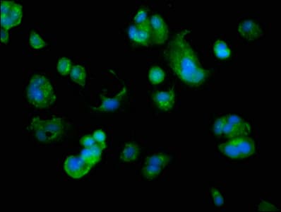 ARMC10 Antibody
