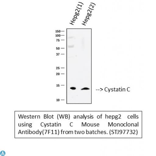 CST3 / Cystatin C Antibody