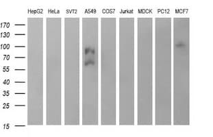 CD44 Antibody (clone OTI1G1)