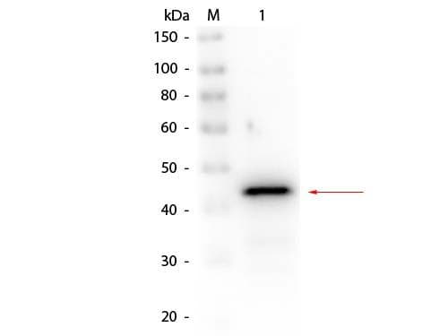 Polyclonal Rabbit anti-Yeast ADH / Alcohol Dehydrogenase Antibody (Lyophilized, Biotin, WB)